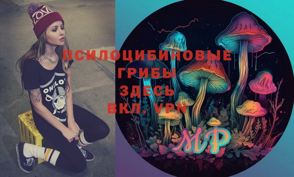 индика Ельня